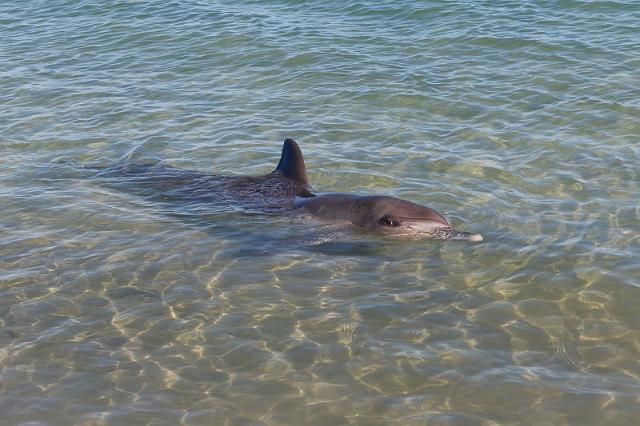 059 Shark Bay, monkey mia, dolfijn.jpg